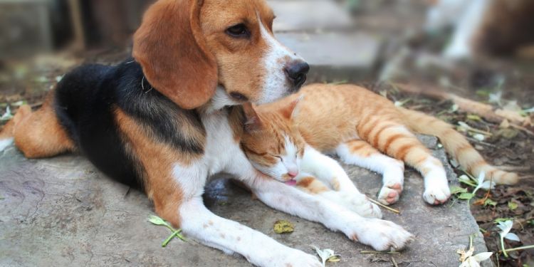 Rádio Transamérica lança campanha nacional com foco em proteção de animais  abandonados - ABC da Comunicação